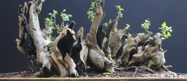 privet bonsai raft